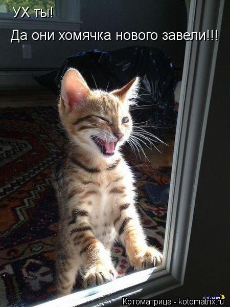 УХ ты! Да они хомячка нового завели!!!... Котоматрица: УХ ты! Да они хомячка нового завели!!!
