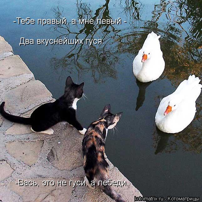 -Вась, это не гуси, а лебеди. Два вкуснейших гуся. -Тебе правый, а мне левый -... Котоматрица: -Вась, это не гуси, а лебеди. Два вкуснейших гуся. -Тебе правый, а мне левый -