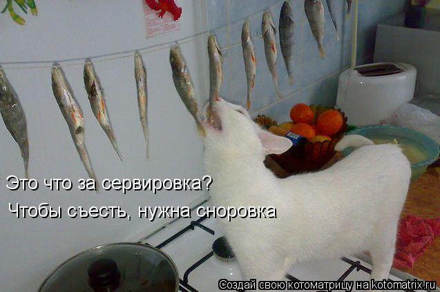 Это что за сервировка? Чтобы съесть, нужна сноровка... Котоматрица: Это что за сервировка? Чтобы съесть, нужна сноровка
