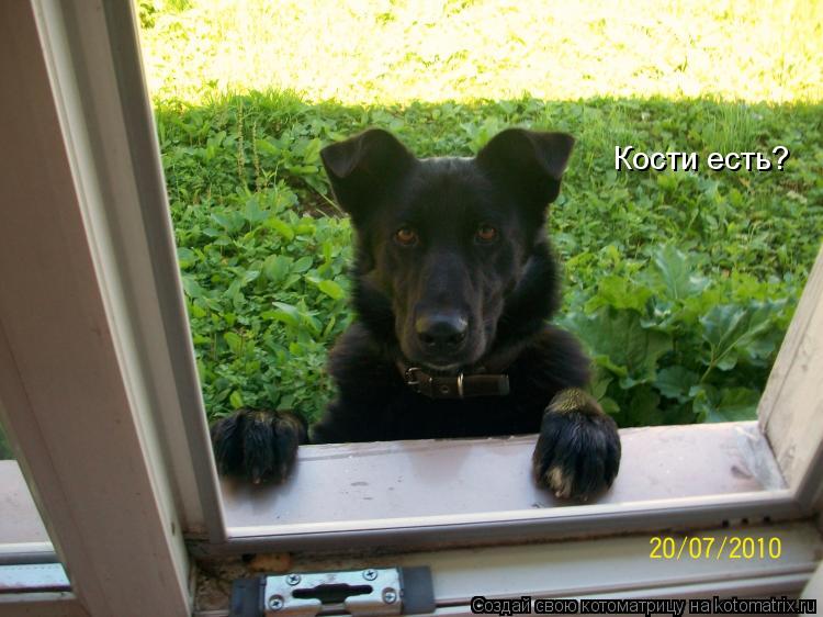 Кости есть?... Котоматрица: Кости есть?