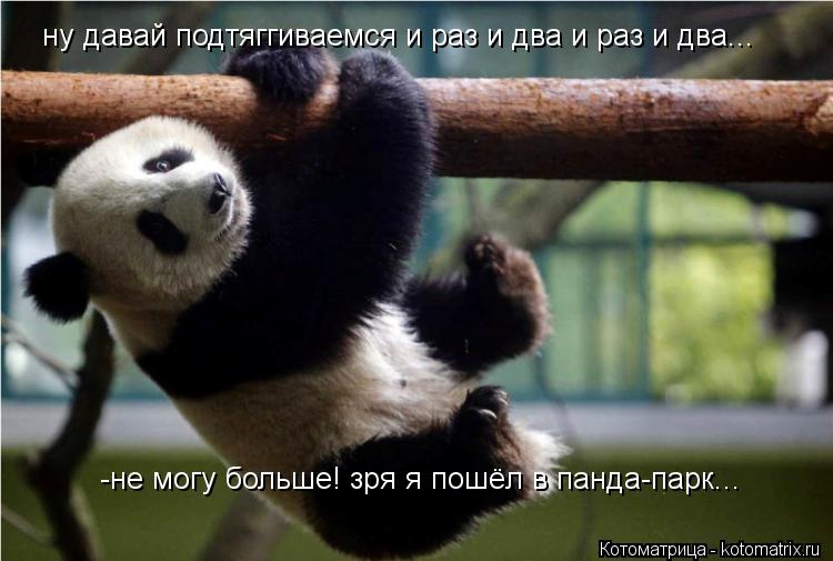 ну давай подтяггиваемся и раз и два и раз и два... -не могу больше! зря я пошёл в панда-парк...... Котоматрица: ну давай подтяггиваемся и раз и два и раз и два... -не могу больше! зря я пошёл в панда-парк...