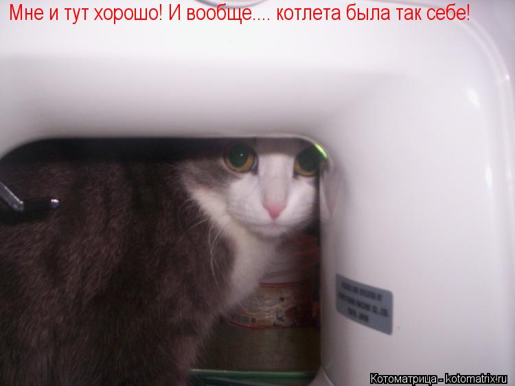 Мне и тут хорошо! И вообще.... котлета была так себе!... Котоматрица: Мне и тут хорошо! И вообще.... котлета была так себе!