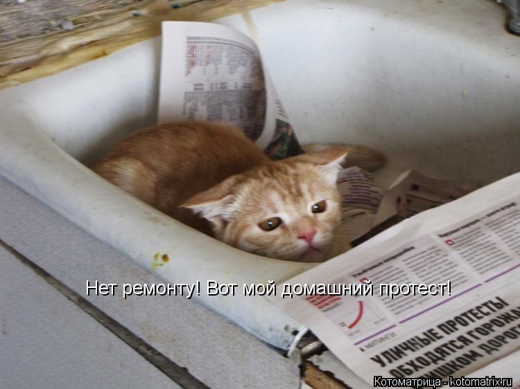 Нет ремонту! Вот мой домашний протест!... Котоматрица: Нет ремонту! Вот мой домашний протест!