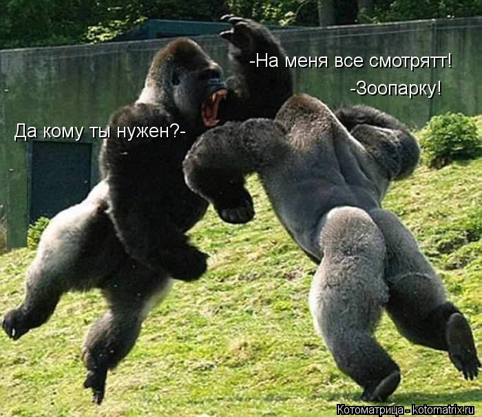 -На меня все смотрятт! Да кому ты нужен?- -Зоопарку!... Котоматрица: -На меня все смотрятт! Да кому ты нужен?- -Зоопарку!