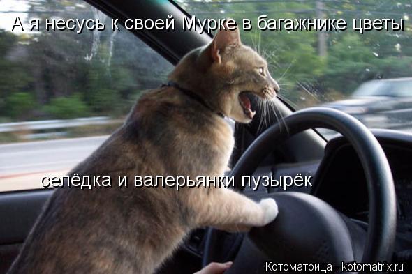 селёдка и валерьянки пузырёк А я несусь к своей Мурке в багажнике цветы... Котоматрица: селёдка и валерьянки пузырёк А я несусь к своей Мурке в багажнике цветы