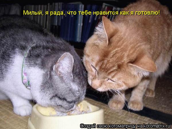 Милый, я рада, что тебе нравится как я готовлю!... Котоматрица: Милый, я рада, что тебе нравится как я готовлю!