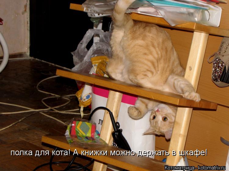полка для кота! А книжки можно держать в шкафе!... Котоматрица: полка для кота! А книжки можно держать в шкафе!