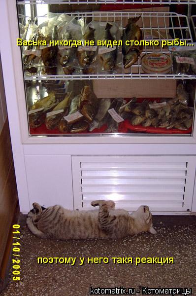 Васька никогда не видел столько рыбы... поэтому у него такя реакция... Котоматрица: Васька никогда не видел столько рыбы... поэтому у него такя реакция