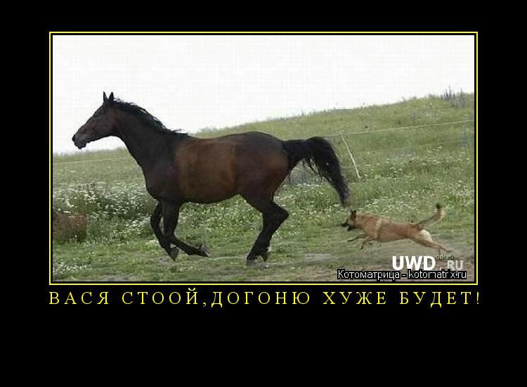 ВАСЯ СТООЙ,ДОГОНЮ ХУЖЕ БУДЕТ! ... Котоматрица: ВАСЯ СТООЙ,ДОГОНЮ ХУЖЕ БУДЕТ!