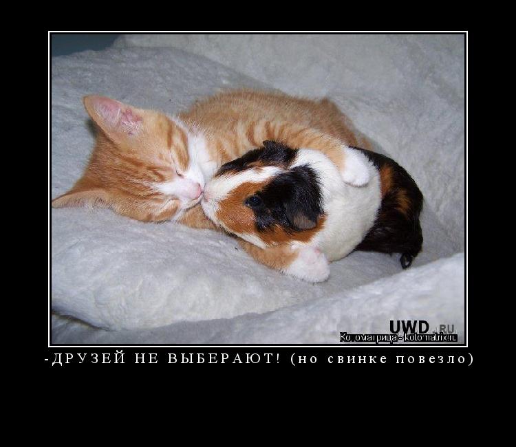 -ДРУЗЕЙ НЕ ВЫБЕРАЮТ! (но свинке повезло) ... Котоматрица: -ДРУЗЕЙ НЕ ВЫБЕРАЮТ! (но свинке повезло)