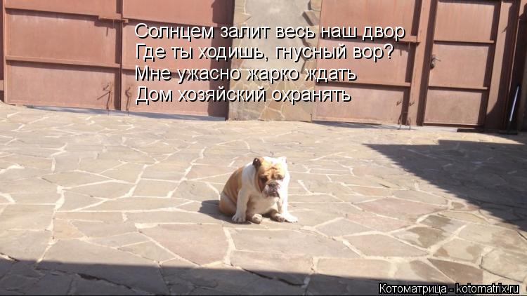 Солнцем залит весь наш двор Мне ужасно жарко ждать Дом хозяйский охранять Где ты ходишь, гнусный вор?... Котоматрица: Солнцем залит весь наш двор Мне ужасно жарко ждать Дом хозяйский охранять Где ты ходишь, гнусный вор?