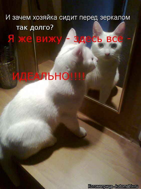 И зачем хозяйка сидит перед зеркалом так долго? Я же вижу - здесь все - ИДЕАЛЬНО!!!!... Котоматрица: И зачем хозяйка сидит перед зеркалом так долго? Я же вижу - здесь все - ИДЕАЛЬНО!!!!