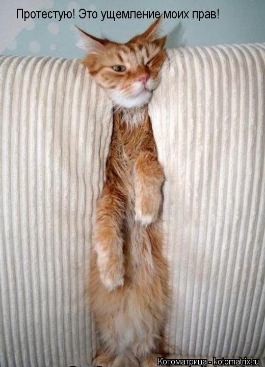 Протестую! Это ущемление моих прав! Протестую! Это ущемление моих прав!... Котоматрица: Протестую! Это ущемление моих прав! Протестую! Это ущемление моих прав!
