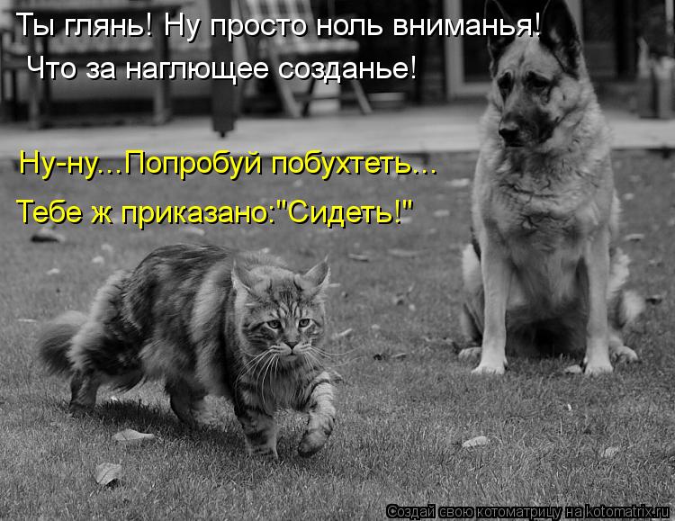 http://kotomatrix.ru/images/lolz/2013/08/05/kotomatritsa_4y.jpg