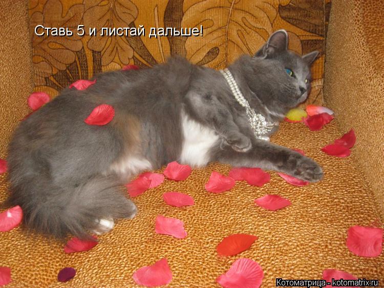 Ставь 5 и листай дальше!... Котоматрица: Ставь 5 и листай дальше!