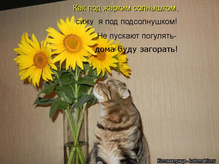 Как под жарким солнышком сижу я под подсолнушком! , Не пускают погулять- дома буду загорать!... Котоматрица: Как под жарким солнышком сижу я под подсолнушком! , Не пускают погулять- дома буду загорать!