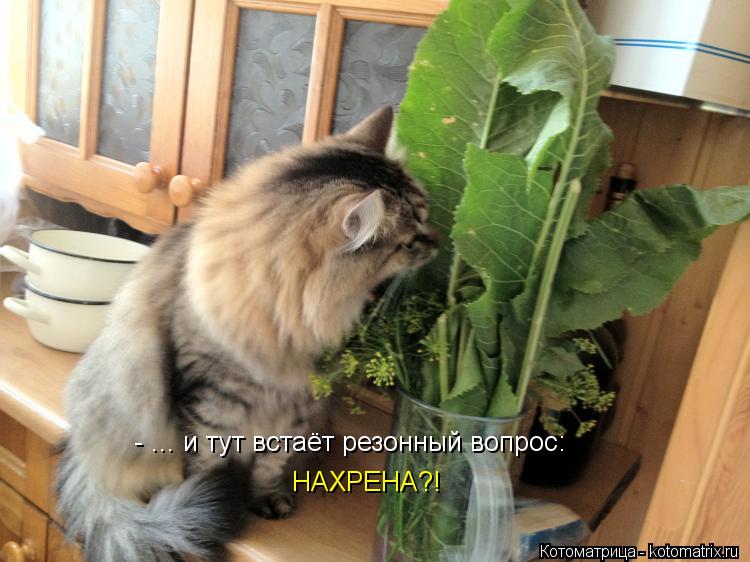 - ... и тут встаёт резонный вопрос: НАХРЕНА?!... Котоматрица: - ... и тут встаёт резонный вопрос: НАХРЕНА?!
