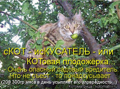 сКОТ - исКУСАТЕЛЬ - или КОТовая плодожёрка... - Очень опасный садовый вредитель. Что не съест - то п... Котоматрица: сКОТ - исКУСАТЕЛЬ - или КОТовая плодожёрка... - Очень опасный садовый вредитель. Что не съест - то понадкусывает (200 300гр мяса в день усыпляет е