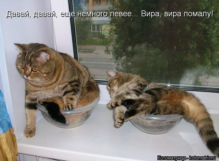 Давай, давай, еще немного левее... Вира, вира помалу!... Котоматрица: Давай, давай, еще немного левее... Вира, вира помалу!