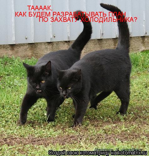 ТААААК, КАК БУДЕМ РАЗРАБАТЫВАТЬ ПЛАН ПО ЗАХВАТУ ХОЛОДИЛЬНИКА?... Котоматрица: ТААААК, КАК БУДЕМ РАЗРАБАТЫВАТЬ ПЛАН ПО ЗАХВАТУ ХОЛОДИЛЬНИКА?