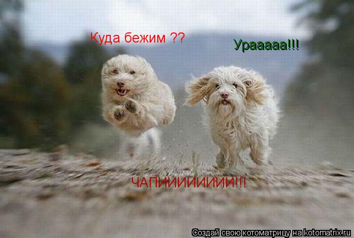 Урааааа!!! Куда бежим ?? ЧАПИИИИИИИИ!!!... Котоматрица: Урааааа!!! Куда бежим ?? ЧАПИИИИИИИИ!!!
