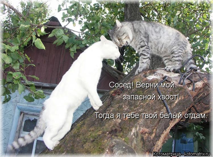 запасной хвост! Сосед! Верни мой Тогда я тебе твой белый отдам.... Котоматрица: запасной хвост! Сосед! Верни мой Тогда я тебе твой белый отдам.