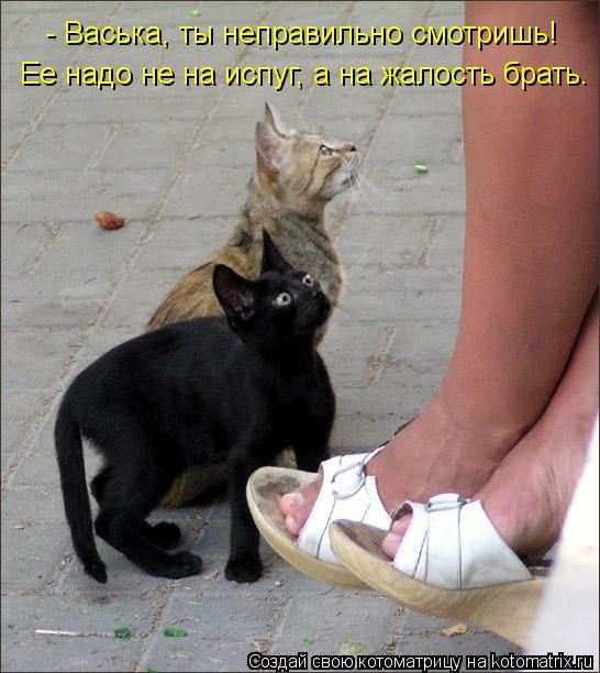 - Васька, ты неправильно смотришь! Ее надо не на испуг, а на жалость брать.... Котоматрица: - Васька, ты неправильно смотришь! Ее надо не на испуг, а на жалость брать.