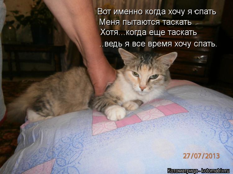 Котоматрица: Вот именно когда хочу я спать  Меня пытаются таскать Хотя...когда еще таскать ..ведь я все время хочу спать.