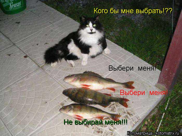 Кого бы мне выбрать!?? Выбери меня! Выбери меня! Не выбирай меня!!!... Котоматрица: Кого бы мне выбрать!?? Выбери меня! Выбери меня! Не выбирай меня!!!