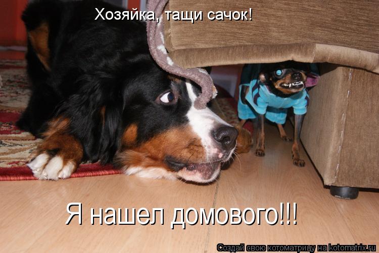 Хозяйка, тащи сачок! Я нашел домового!!!... Котоматрица: Хозяйка, тащи сачок! Я нашел домового!!!