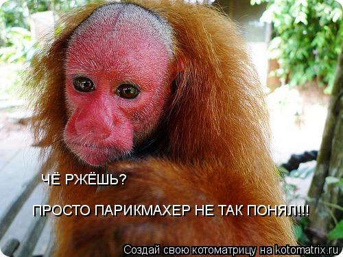 ЧЁ РЖЁШЬ? ПРОСТО ПАРИКМАХЕР НЕ ТАК ПОНЯЛ!!!... Котоматрица: ЧЁ РЖЁШЬ? ПРОСТО ПАРИКМАХЕР НЕ ТАК ПОНЯЛ!!!