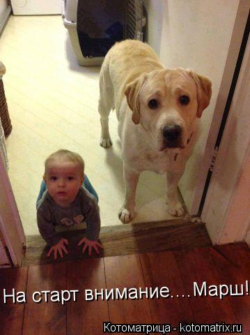 На старт внимание....Марш!... Котоматрица: На старт внимание....Марш!