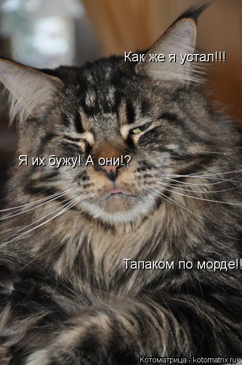 Как же я устал!!! Я их бужу! А они!? Тапаком по морде!!!... Котоматрица: Как же я устал!!! Я их бужу! А они!? Тапаком по морде!!!