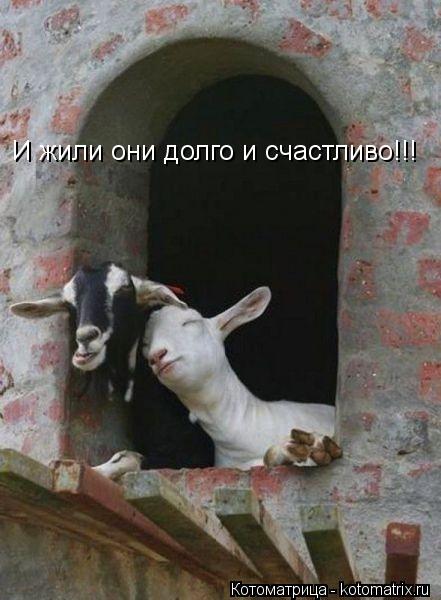 И жили они долго и счастливо!!!... Котоматрица: И жили они долго и счастливо!!!