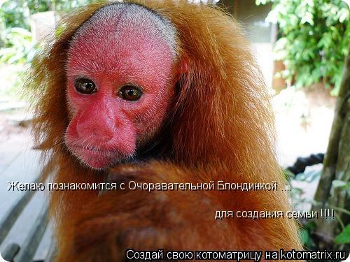 Желаю познакомится с Очоравательной Блондинкой .... для создания семьи !!!!... Котоматрица: Желаю познакомится с Очоравательной Блондинкой .... для создания семьи !!!!