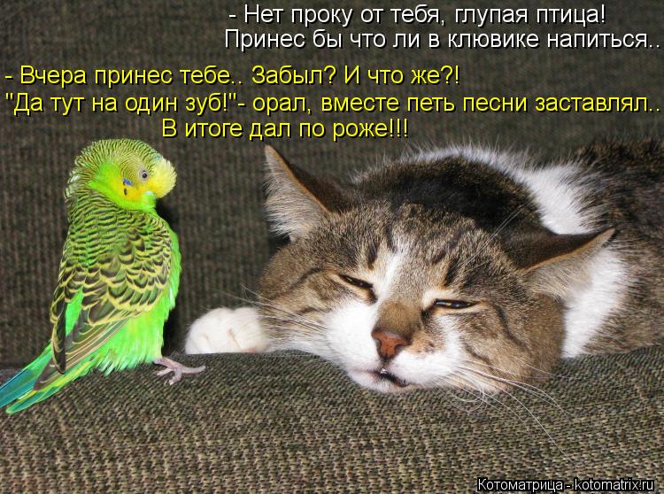 - Нет проку от тебя, глупая птица! Принес бы что ли в клювике напиться.. - Вчера принес тебе.. Забыл?... Котоматрица: - Нет проку от тебя, глупая птица! Принес бы что ли в клювике напиться.. - Вчера принес тебе.. Забыл? И что же?! "Да тут на один зуб!"- орал, вместе п