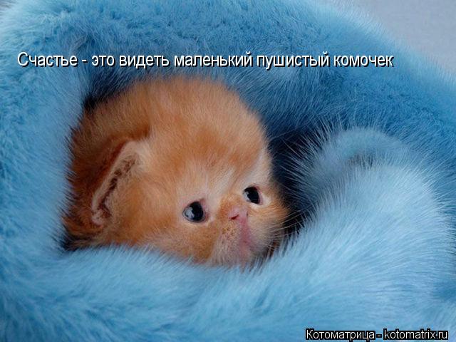Счастье - это видеть маленький пушистый комочек... Котоматрица: Счастье - это видеть маленький пушистый комочек