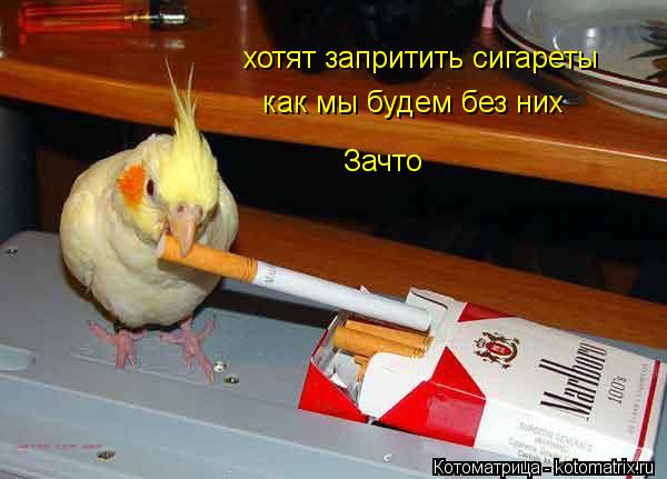 хотят запритить сигареты как мы будем без них Зачто... Котоматрица: хотят запритить сигареты как мы будем без них Зачто