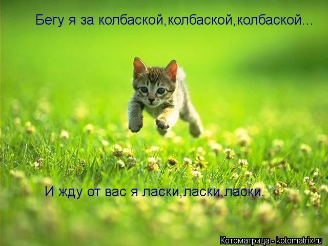 Бегу я за колбаской,колбаской,колбаской... И жду от вас я ласки,ласки,ласки.... Котоматрица: Бегу я за колбаской,колбаской,колбаской... И жду от вас я ласки,ласки,ласки.