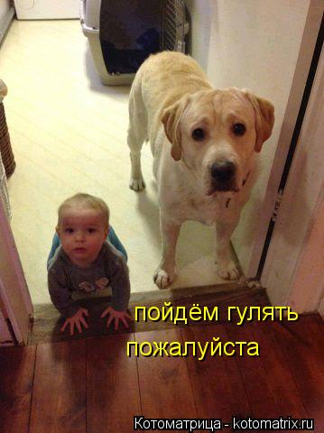 пожалуйста пойдём гулять... Котоматрица: пожалуйста пойдём гулять