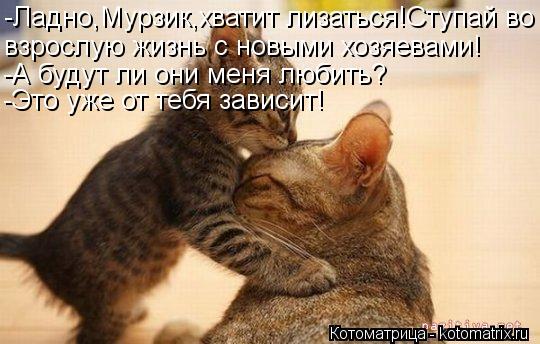 -Ладно,Мурзик,хватит лизаться!Ступай во взрослую жизнь с новыми хозяевами! -А будут ли они меня любит... Котоматрица: -Ладно,Мурзик,хватит лизаться!Ступай во взрослую жизнь с новыми хозяевами! -А будут ли они меня любить? -Это уже от тебя зависит!