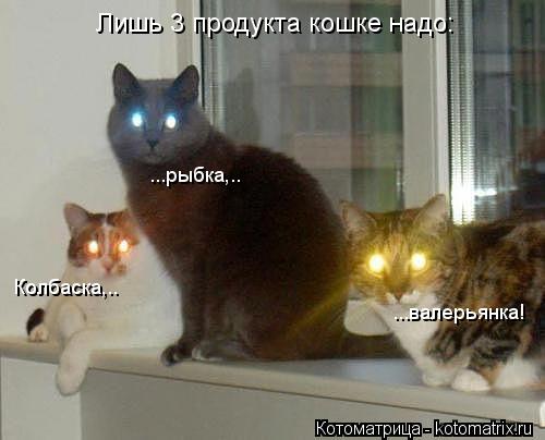 ...валерьянка! Колбаска,.. Лишь 3 продукта кошке надо: ...рыбка,..... Котоматрица: ...валерьянка! Колбаска,.. Лишь 3 продукта кошке надо: ...рыбка,..