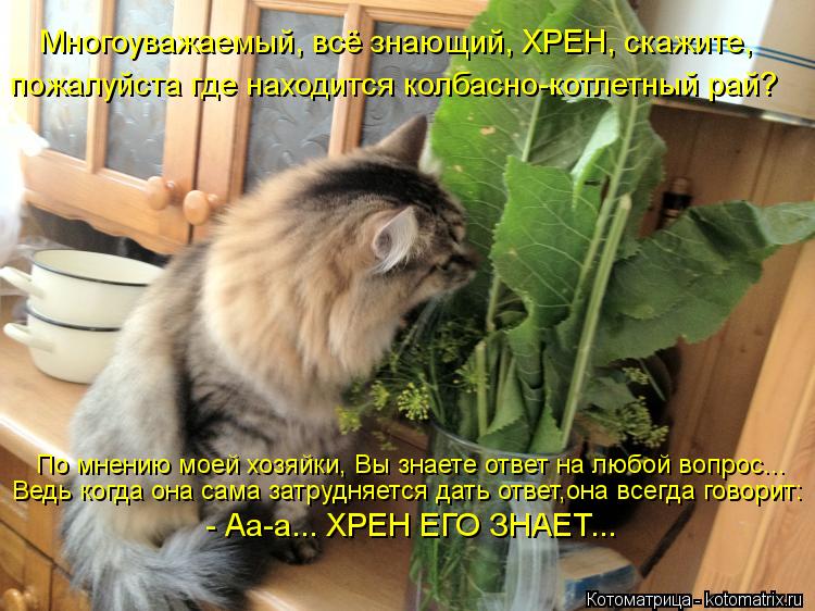 Многоуважаемый, всё знающий, ХРЕН, скажите, пожалуйста где находится колбасно-котлетный рай? По мнен... Котоматрица: Многоуважаемый, всё знающий, ХРЕН, скажите, пожалуйста где находится колбасно-котлетный рай? По мнению моей хозяйки, Вы знаете ответ на люб