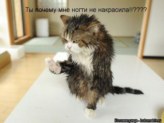 Ты почему мне ногти не накрасила!!????... Котоматрица: Ты почему мне ногти не накрасила!!????