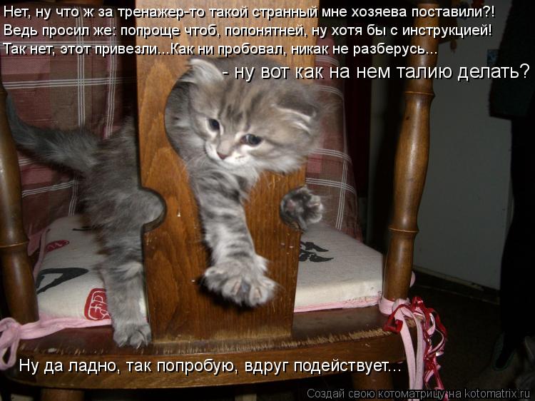 Нет, ну что ж за тренажер-то такой странный мне хозяева поставили?! - ну вот как на нем талию делать?... Котоматрица: Нет, ну что ж за тренажер-то такой странный мне хозяева поставили?! - ну вот как на нем талию делать? Ведь просил же: попроще чтоб, попонятней,