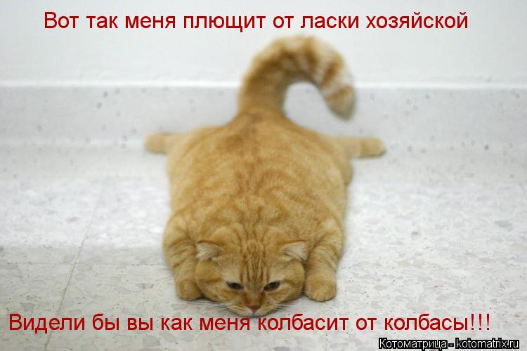 Вот так меня плющит от ласки хозяйской Видели бы вы как меня колбасит от колбасы!!!... Котоматрица: Вот так меня плющит от ласки хозяйской Видели бы вы как меня колбасит от колбасы!!!
