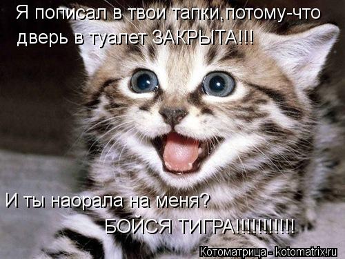 Я пописал в твои тапки,потому-что дверь в туалет ЗАКРЫТА!!! И ты наорала на меня? БОЙСЯ ТИГРА!!!!!!!... Котоматрица: Я пописал в твои тапки,потому-что дверь в туалет ЗАКРЫТА!!! И ты наорала на меня? БОЙСЯ ТИГРА!!!!!!!!!!!
