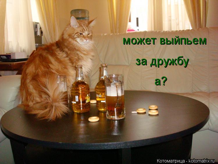 может выйпьем за дружбу а?... Котоматрица: может выйпьем за дружбу а?