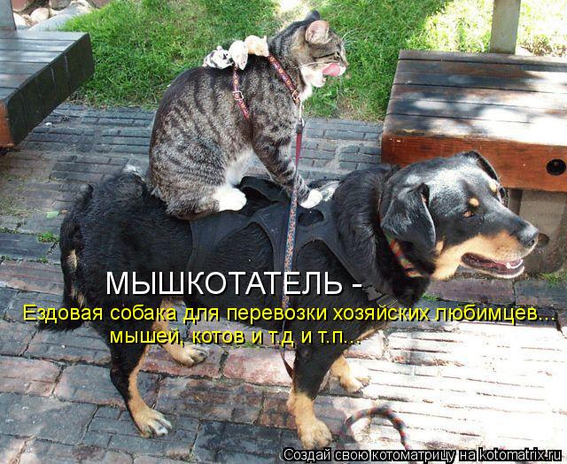 МЫШКОТАТЕЛЬ - Ездовая собака для перевозки хозяйских любимцев... мышей, котов и т.д и т.п...... Котоматрица: МЫШКОТАТЕЛЬ - Ездовая собака для перевозки хозяйских любимцев... мышей, котов и т.д и т.п...