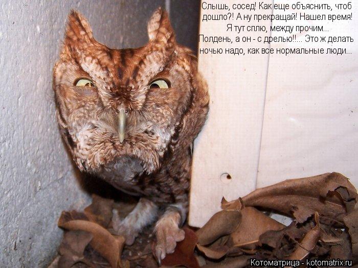 Слышь, сосед! Как еще объяснить, чтоб дошло?! А ну прекращай! Нашел время! Я тут сплю, между прочим..... Котоматрица: Слышь, сосед! Как еще объяснить, чтоб дошло?! А ну прекращай! Нашел время! Я тут сплю, между прочим... Полдень, а он - с дрелью!!... Это ж делать ноч